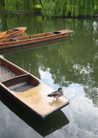 A solitary duck, sat on a punt